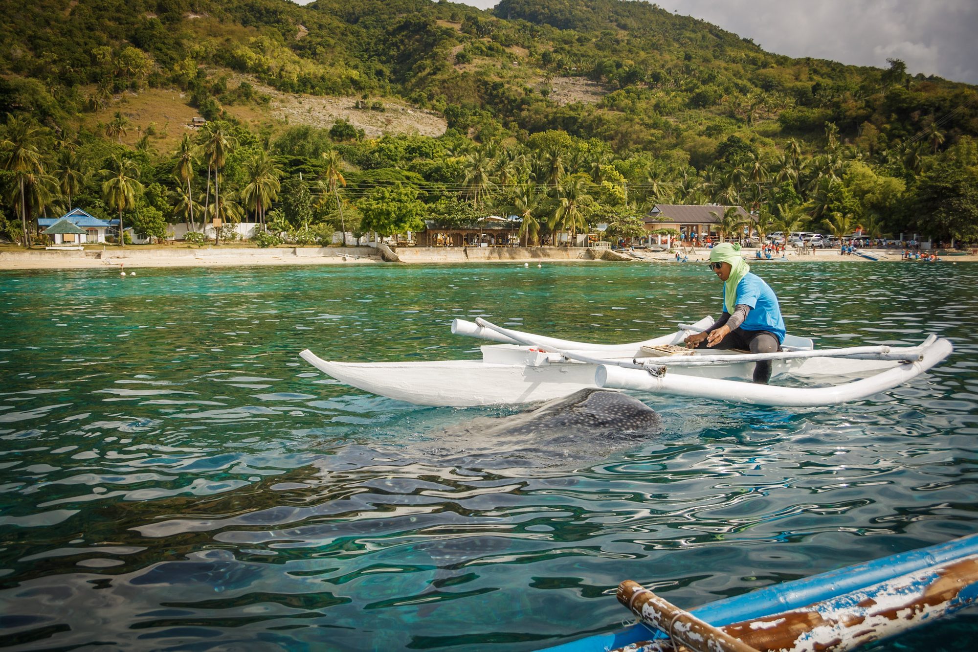 Whale shark and outrigger, Oslob